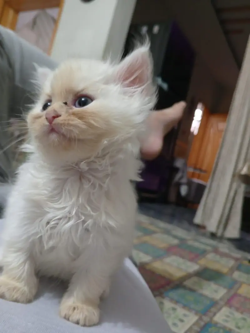 Beautiful Persian kittens — photo 5