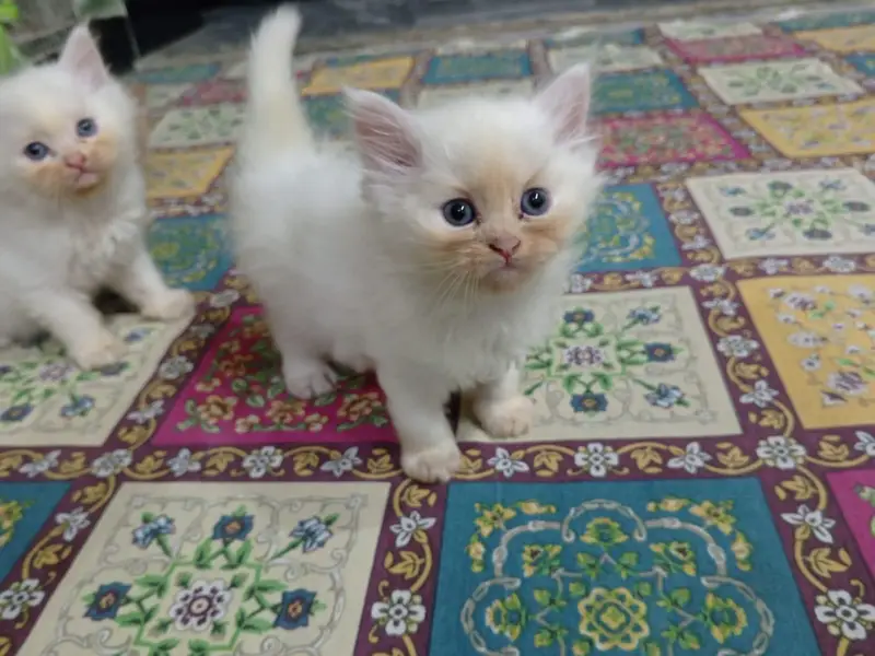 Beautiful Persian kittens — photo 6