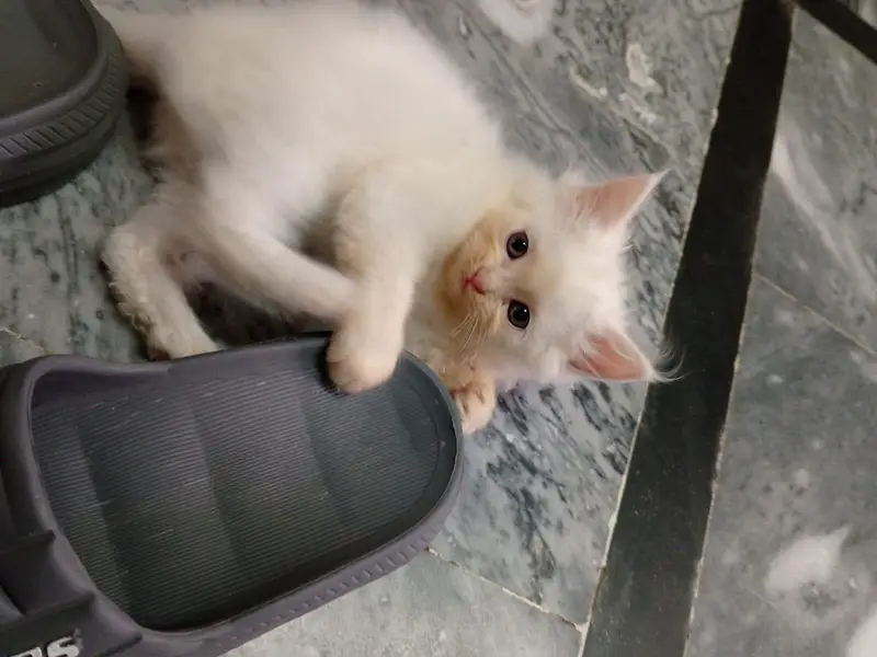 Beautiful Persian kittens — photo 7