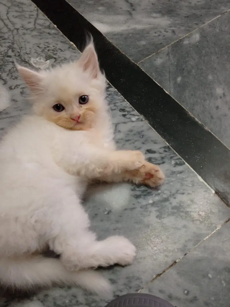 Beautiful Persian kittens — photo 8