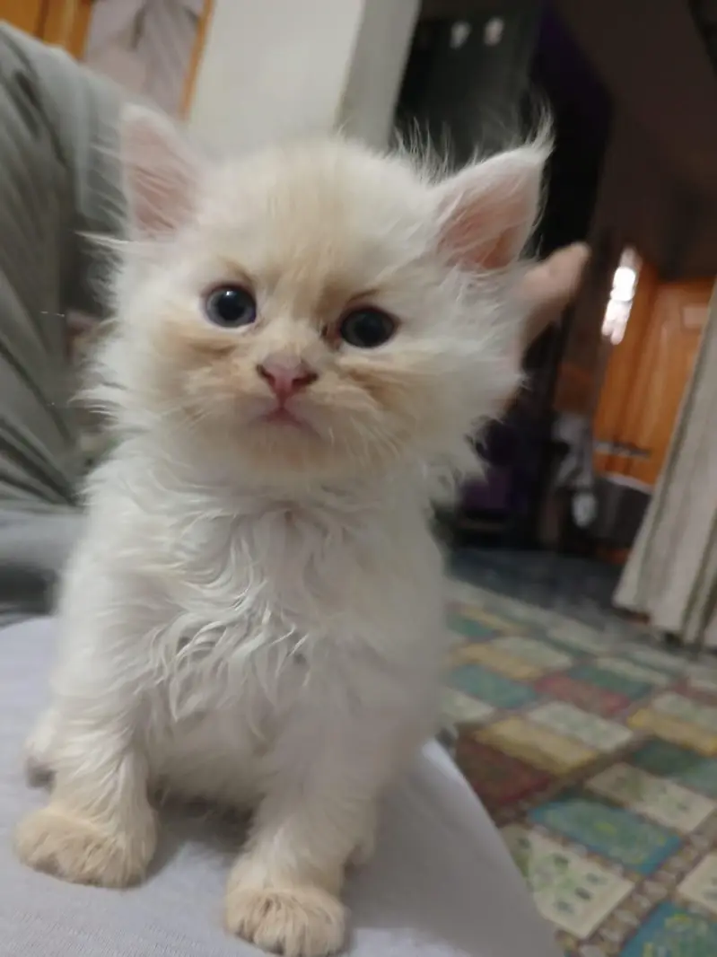 Beautiful Persian kittens — photo 9