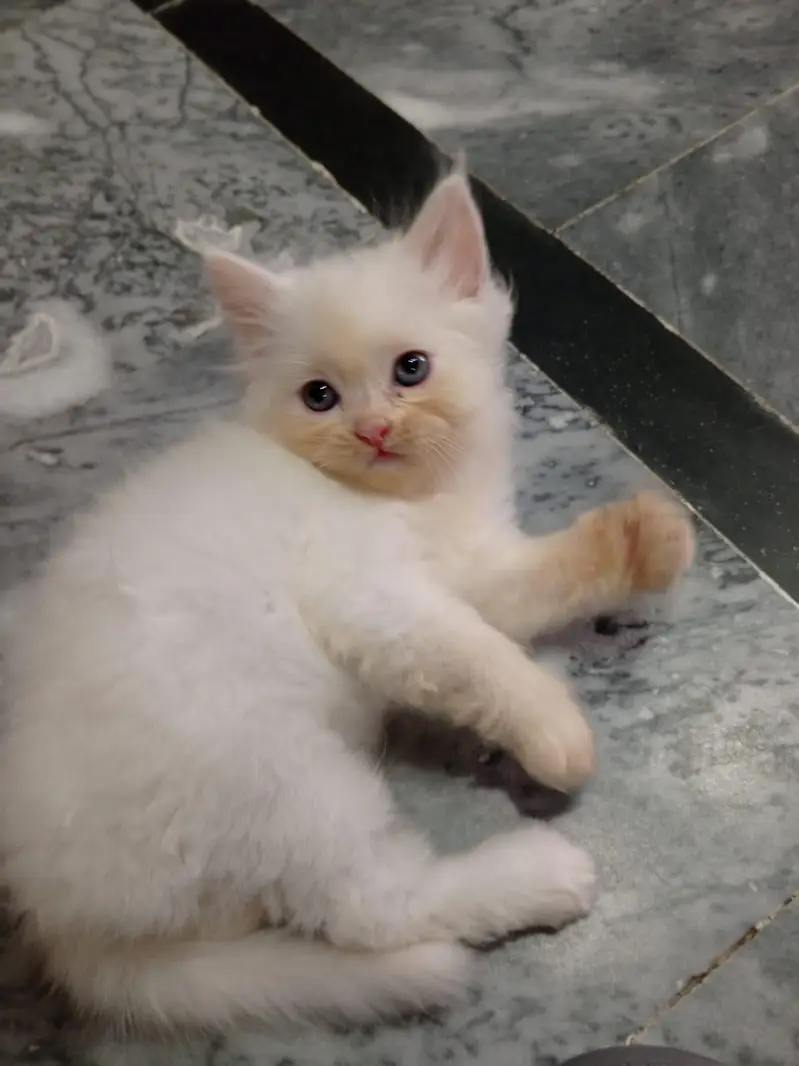 Beautiful Persian kittens — photo 10