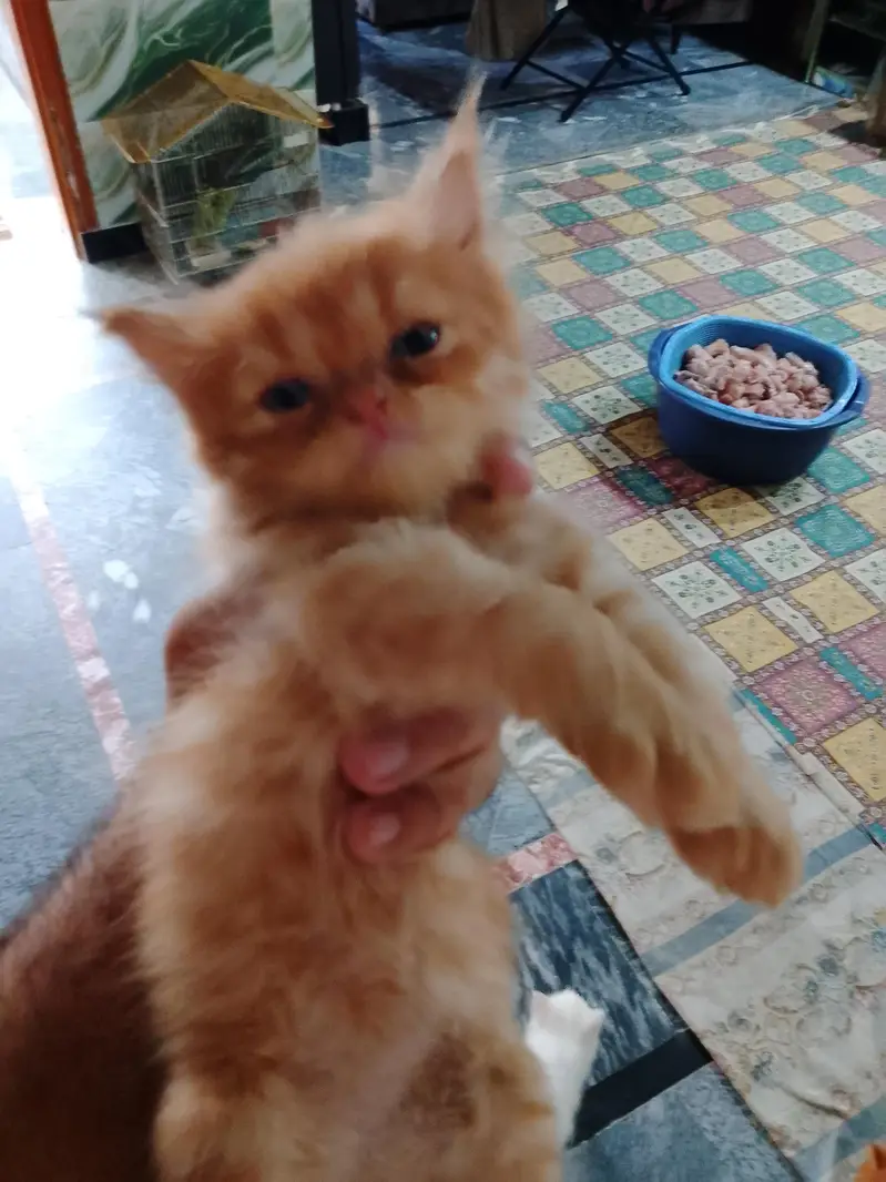 Beautiful Persian kittens — photo 11