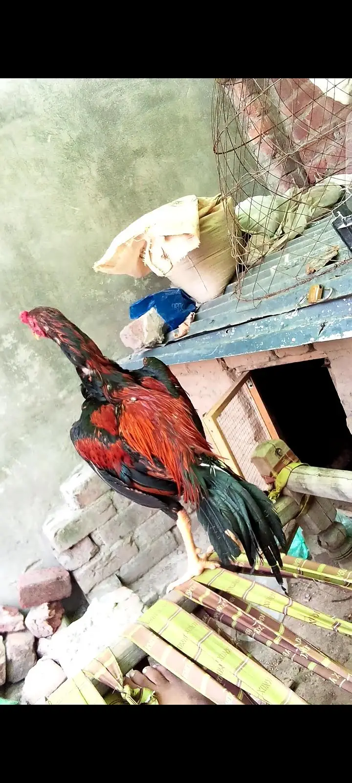 Hint ha exchange be ho jai ga — photo 2