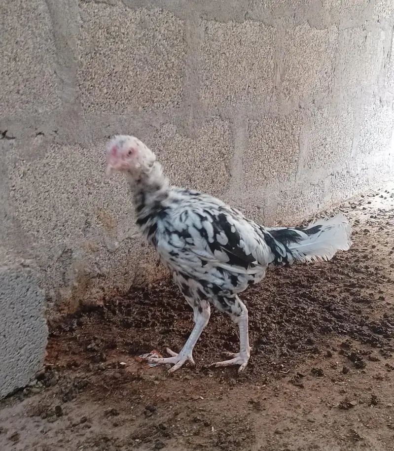 Aseel Sindhi — photo 2