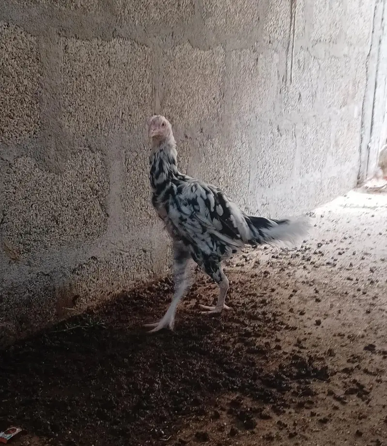 Aseel Sindhi — photo 5