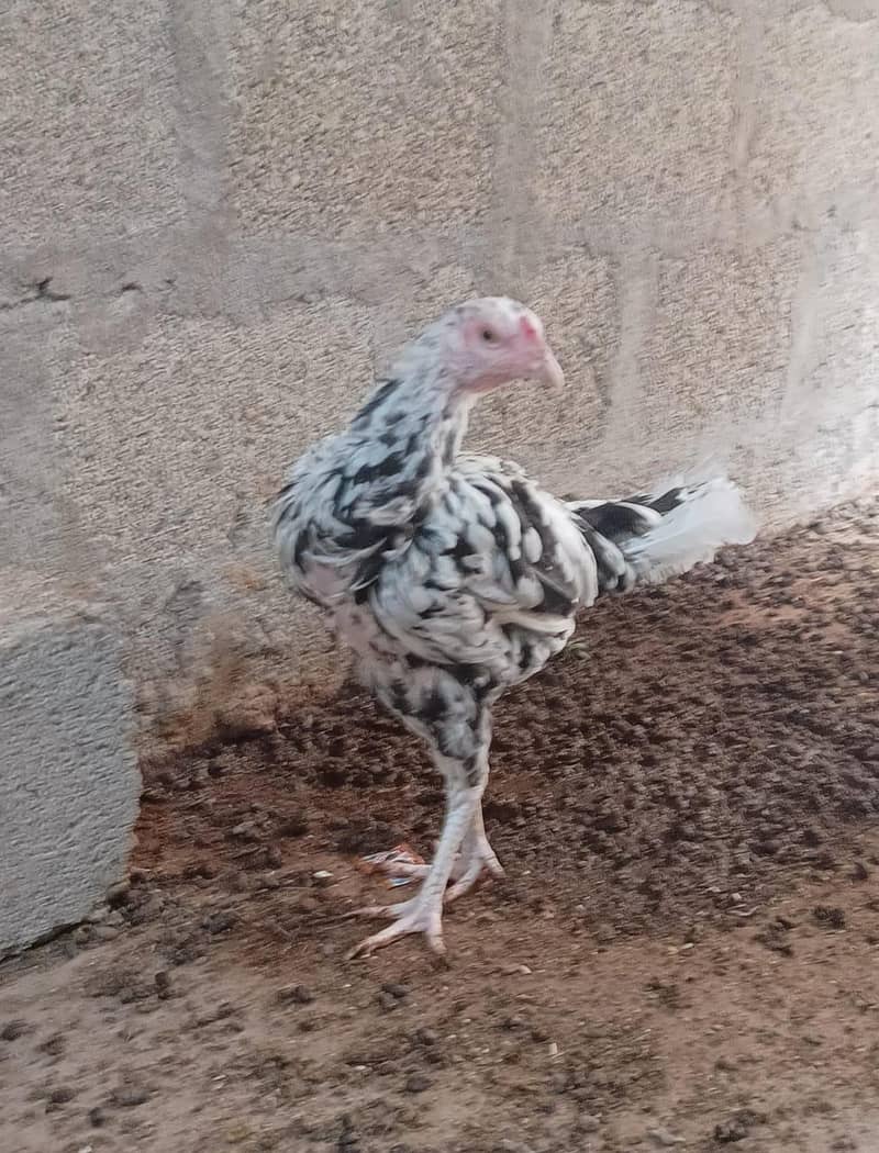 Aseel Sindhi 5