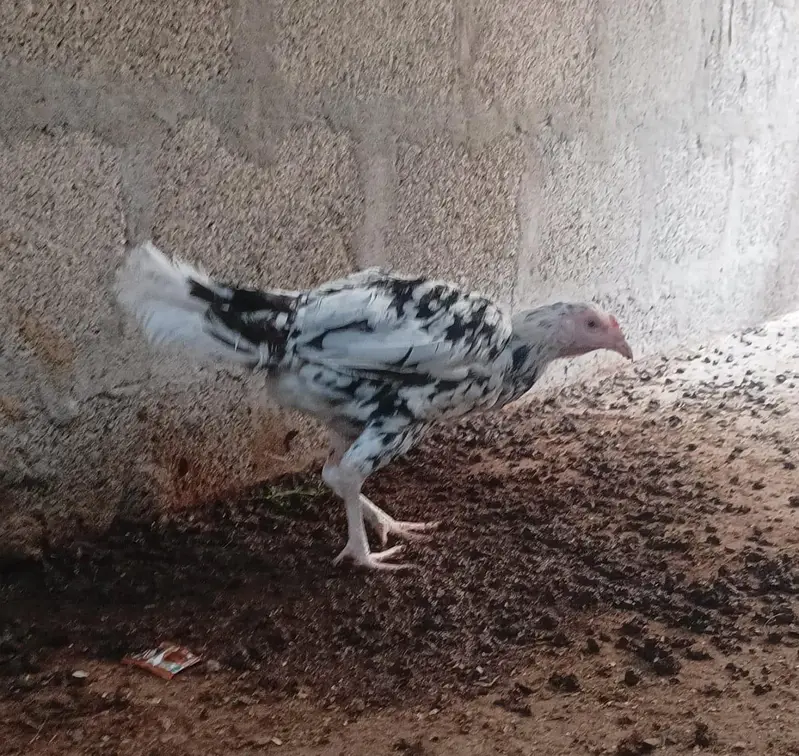 Aseel Sindhi — photo 9