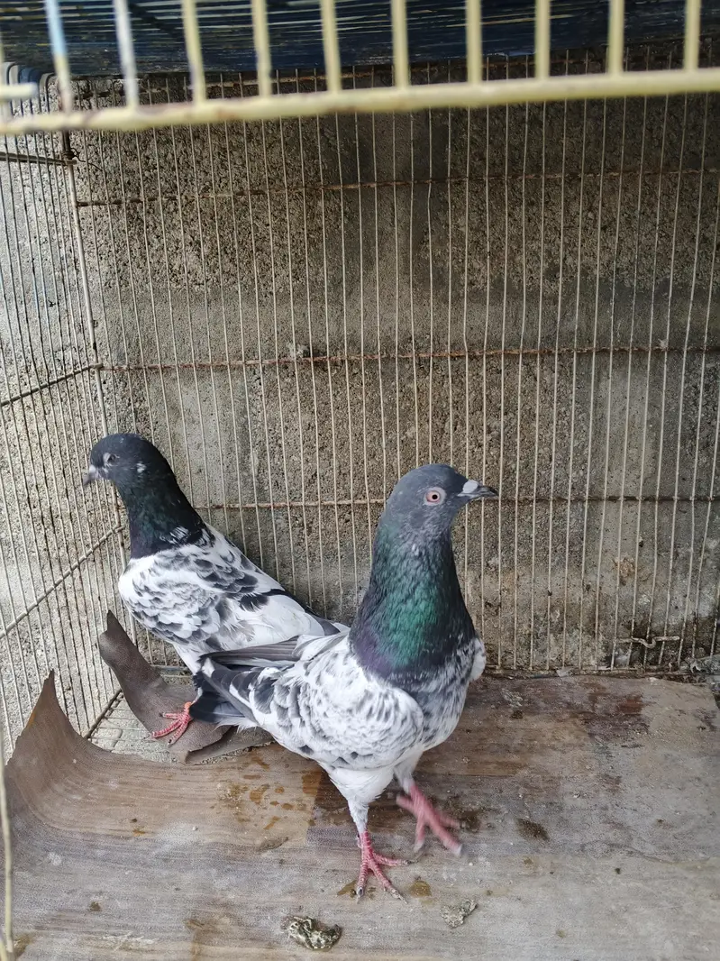 high flyer pigeons for sale