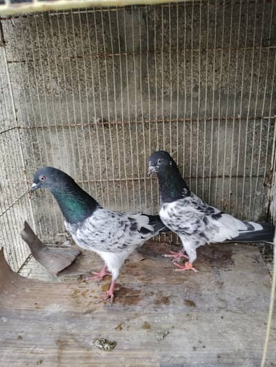 high flyer pigeons for sale
