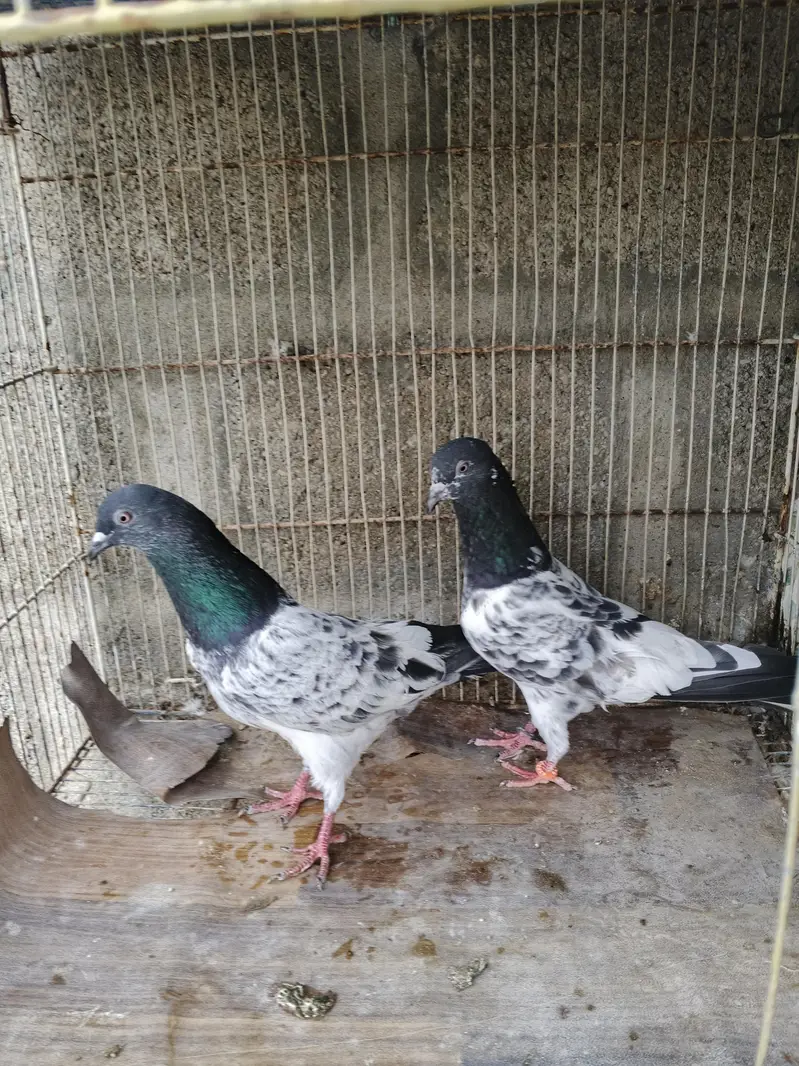high flyer pigeons for sale — photo 2