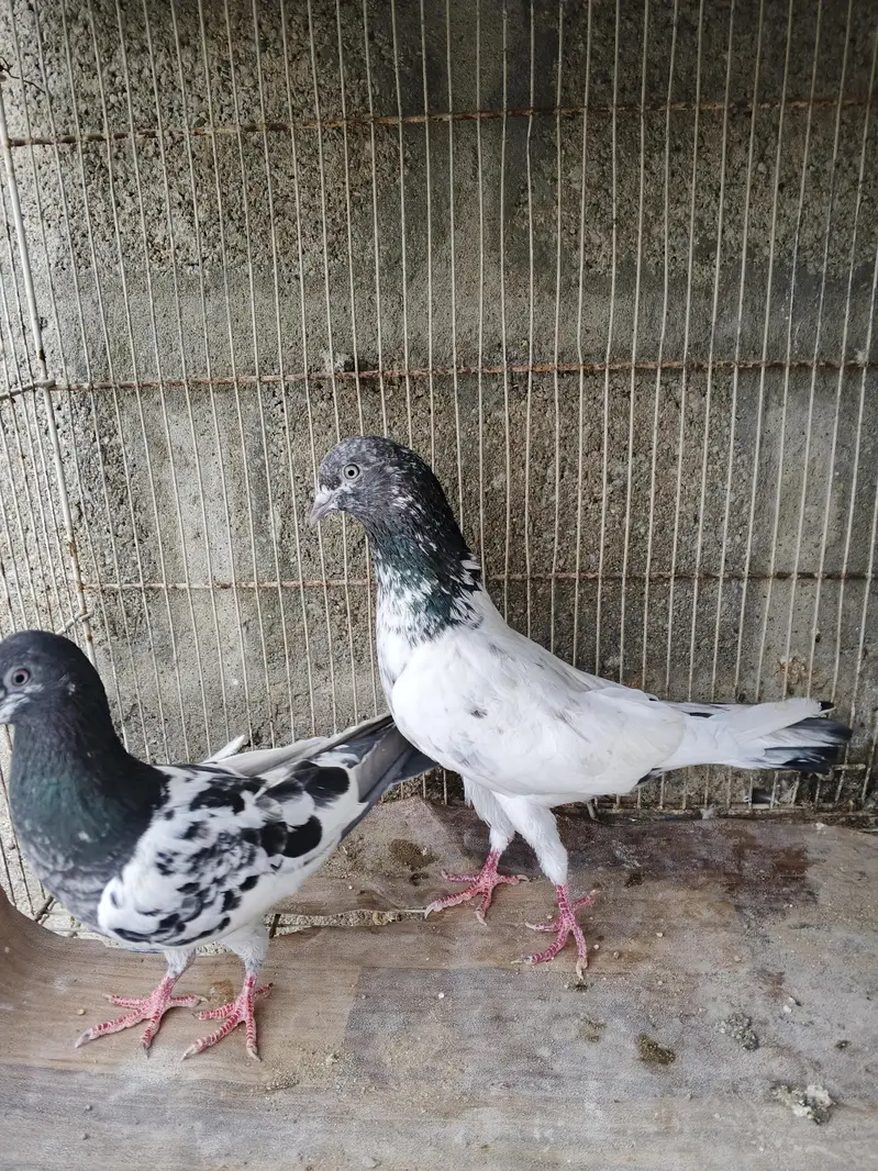 high flyer pigeons for sale — photo 3