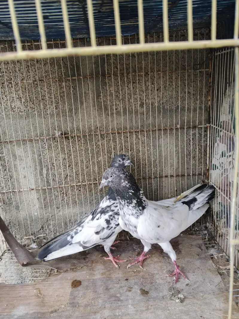 high flyer pigeons for sale — photo 4
