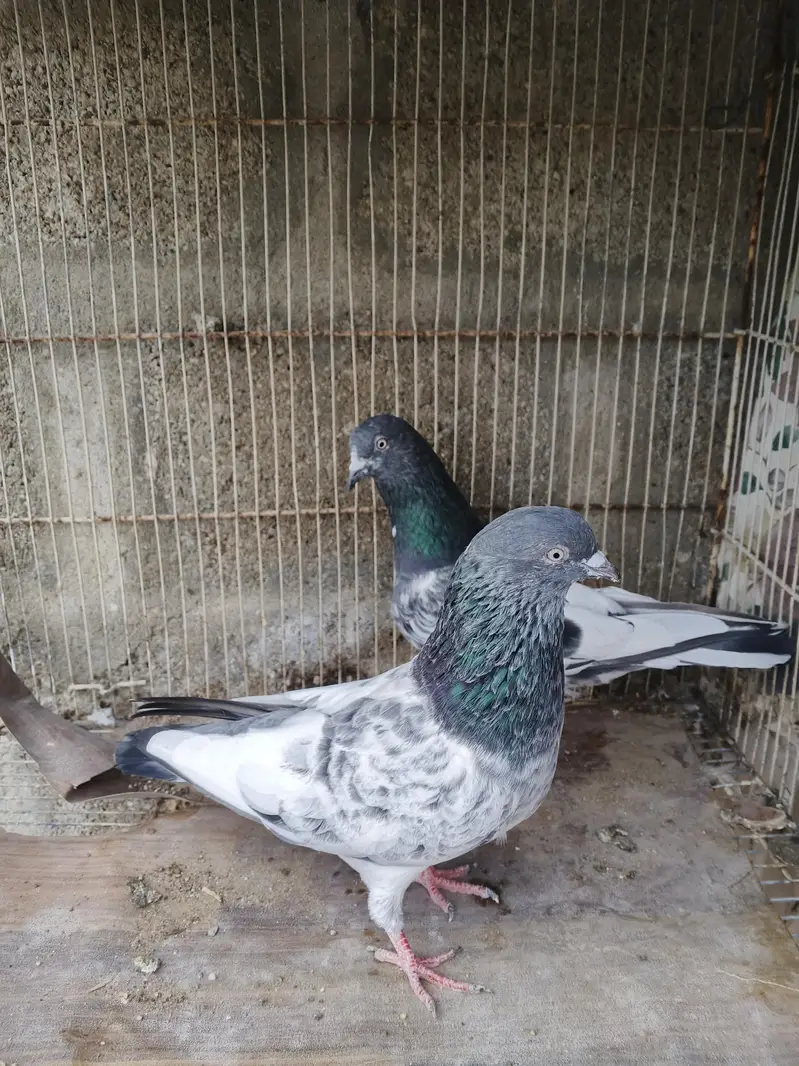 high flyer pigeons for sale — photo 5