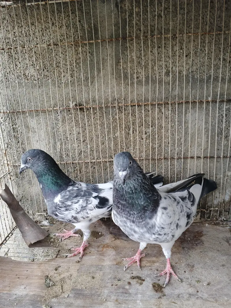 high flyer pigeons for sale — photo 6
