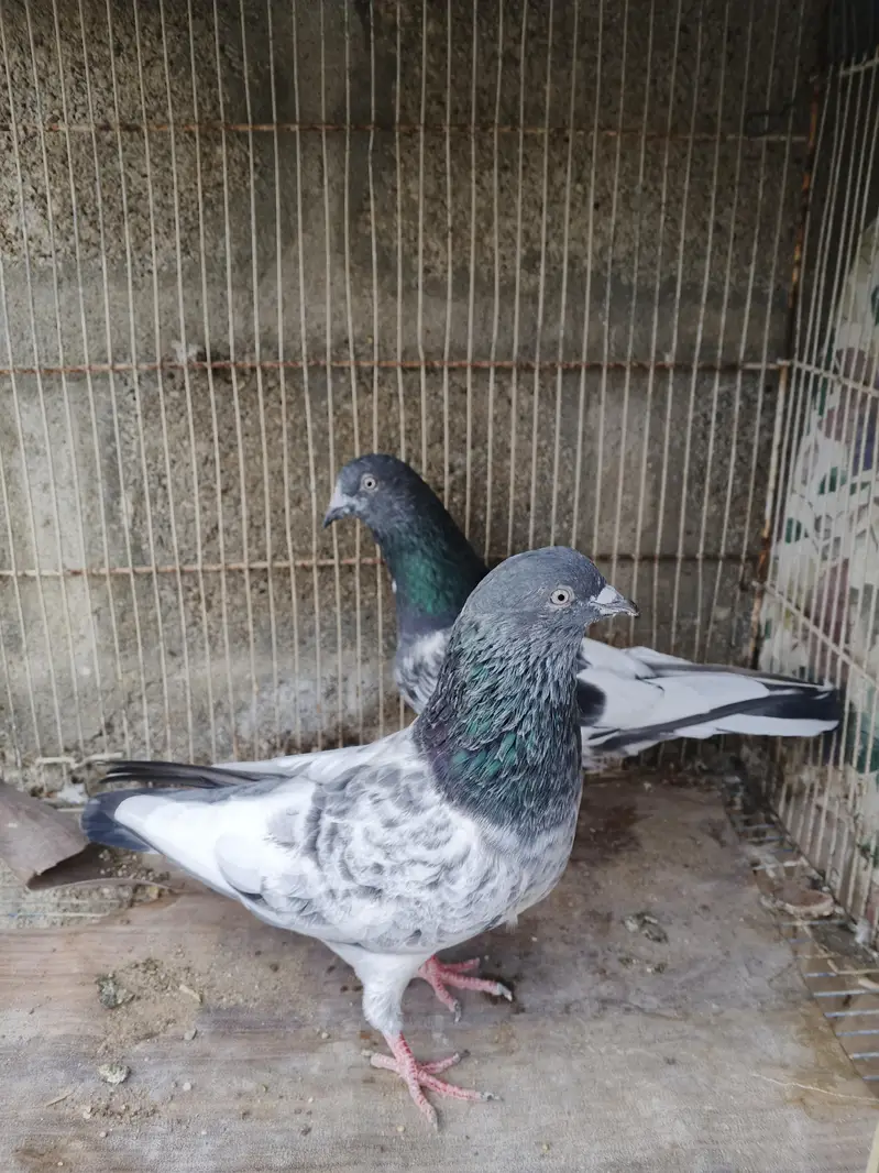high flyer pigeons for sale — photo 7