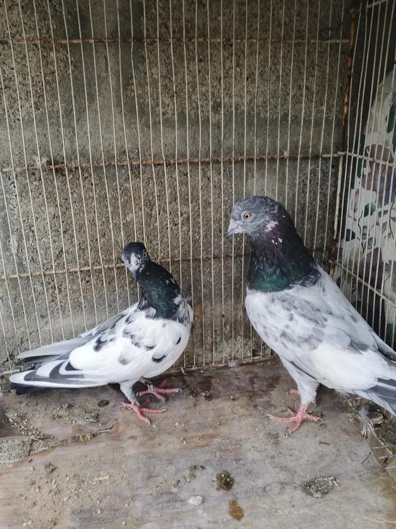 high flyer pigeons for sale — photo 8