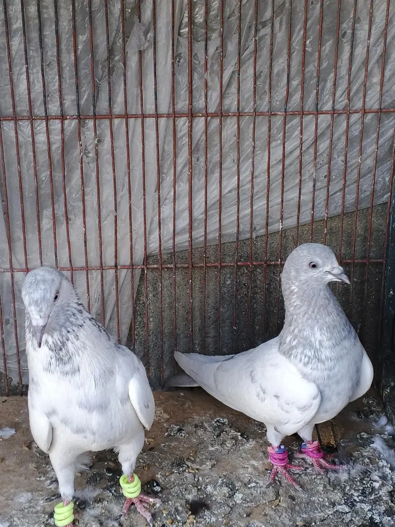high flyer pigeons for sale — photo 11