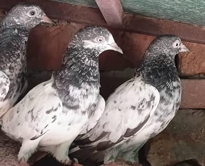 2,3, 4 Kalli Teddy Kabootar for sale