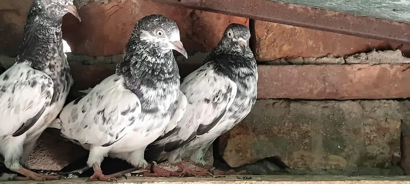 2,3, 4 Kalli Teddy Kabootar for sale — photo 3