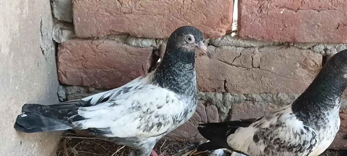 2,3, 4 Kalli Teddy Kabootar for sale — photo 5