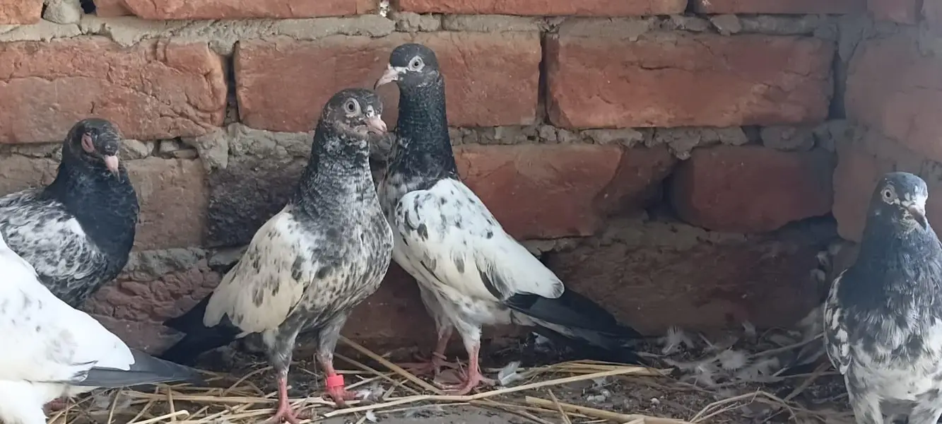 2,3, 4 Kalli Teddy Kabootar for sale — photo 6