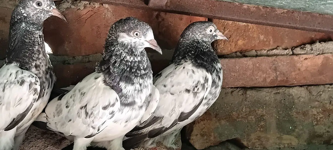 2,3, 4 Kalli Teddy Kabootar for sale — photo 7