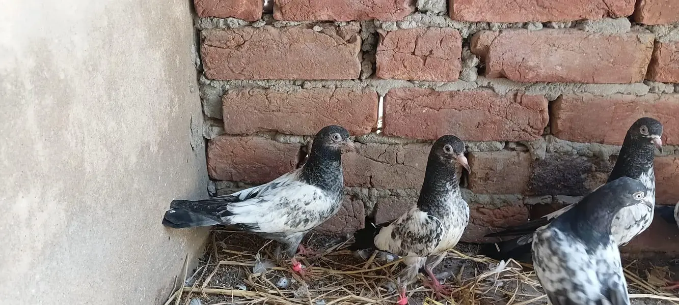 2,3, 4 Kalli Teddy Kabootar for sale — photo 8