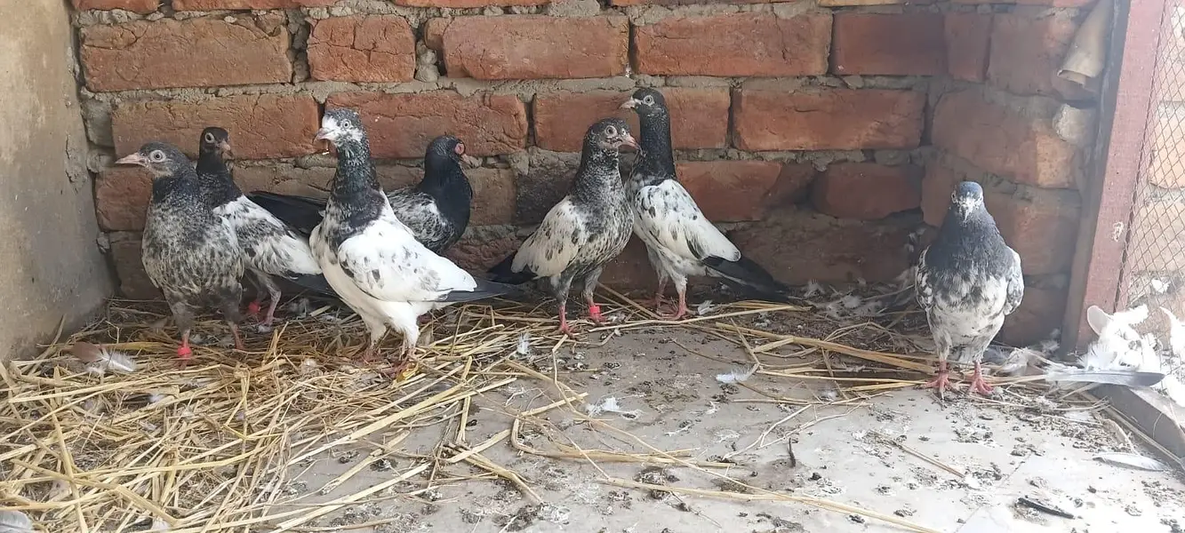 2,3, 4 Kalli Teddy Kabootar for sale — photo 9