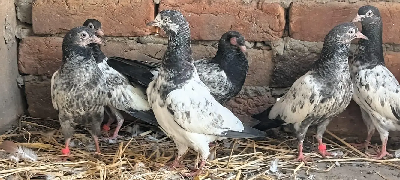 2,3, 4 Kalli Teddy Kabootar for sale — photo 12