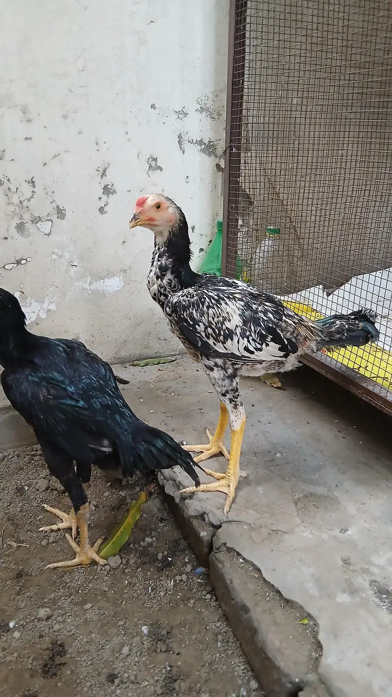 o Shamo Pair — photo 3