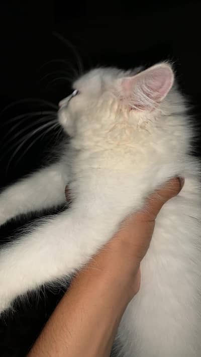 3 months age