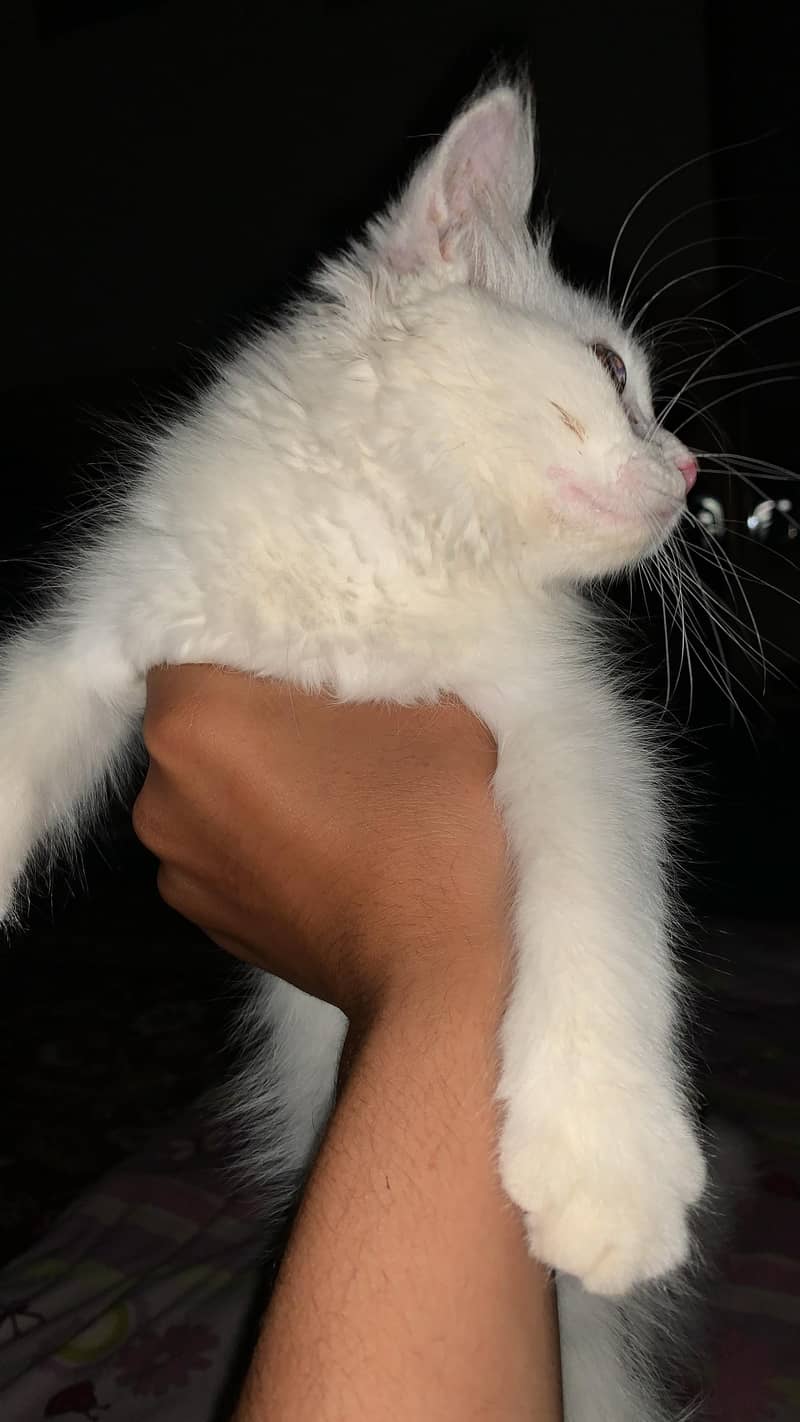 3 months age 1