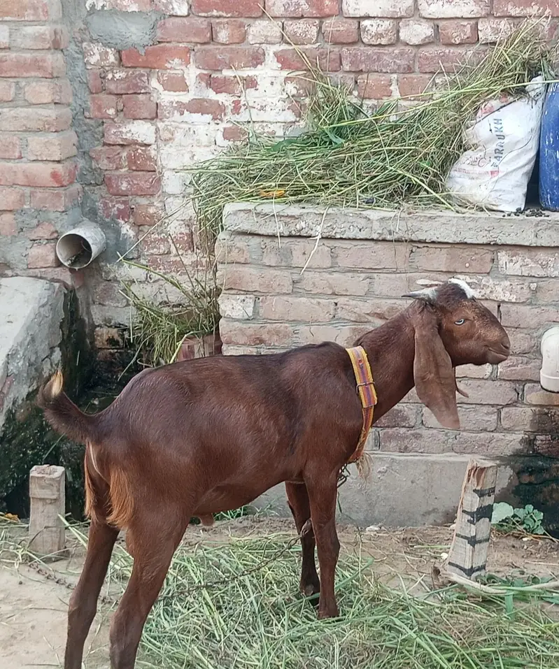 koi masla ni ha bakery ko — photo 2