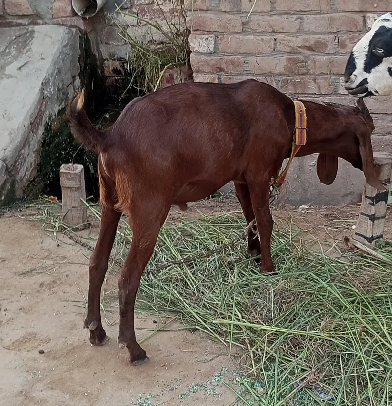 koi masla ni ha bakery ko — photo 3