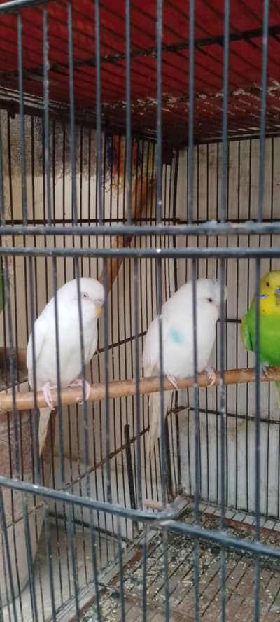 budgies