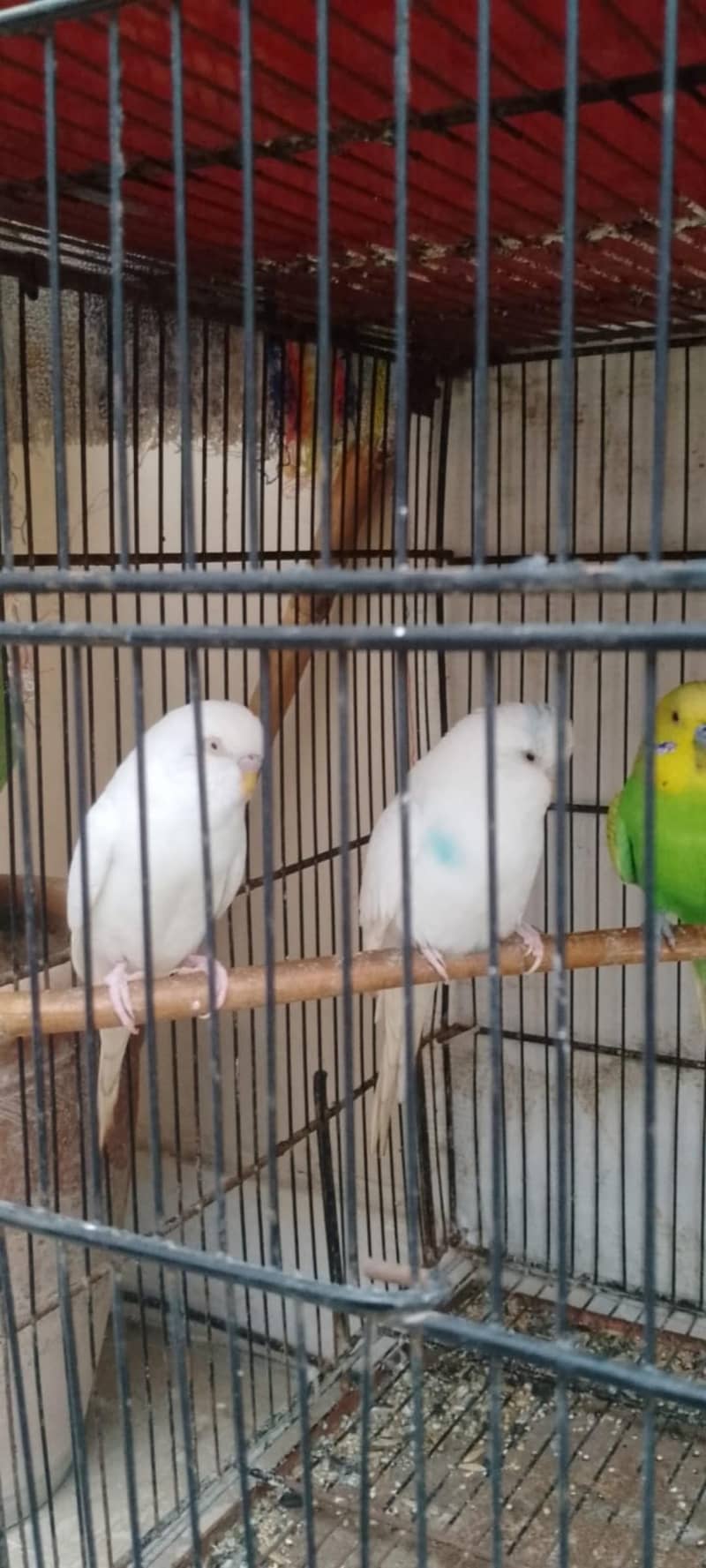 budgies 0