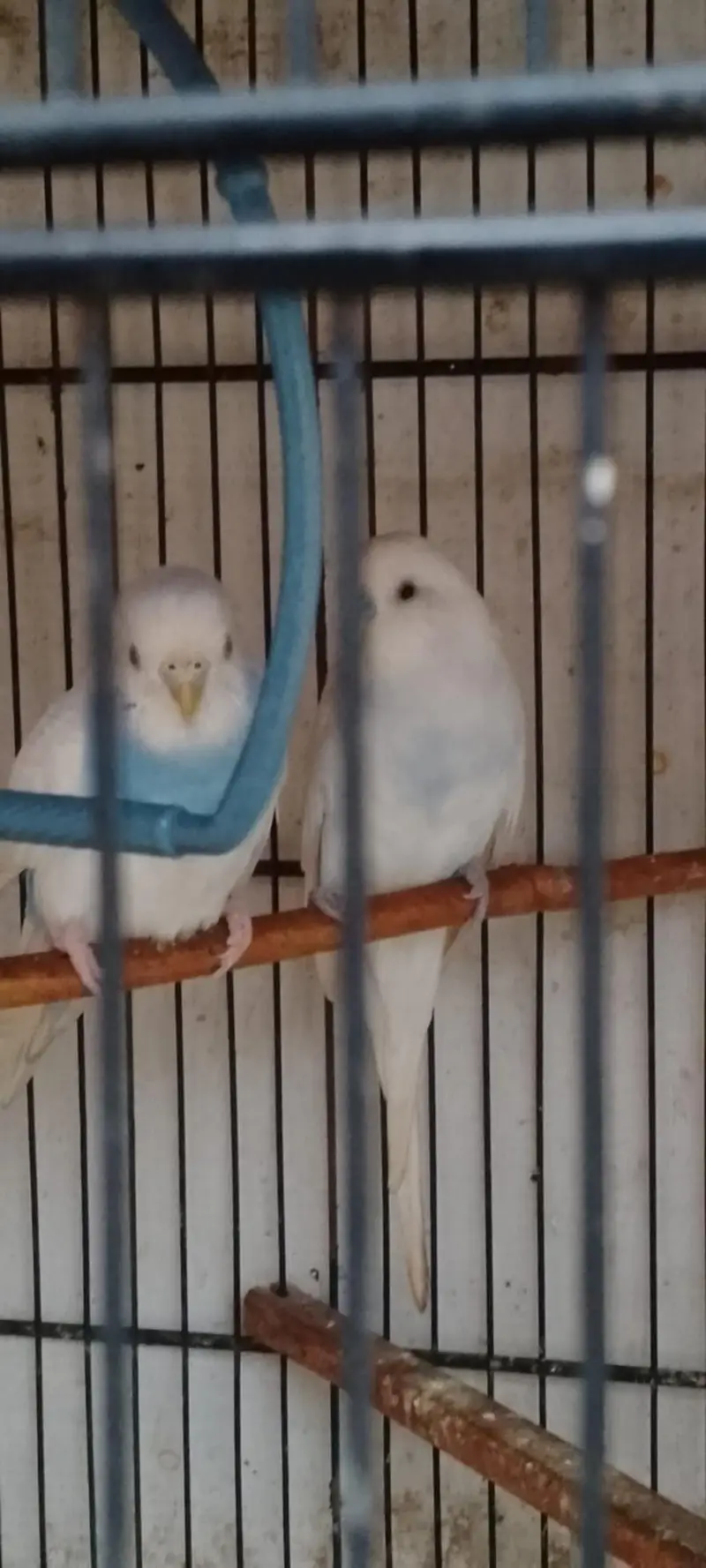 budgies — photo 2