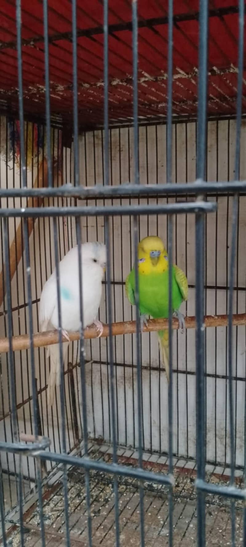 budgies 2