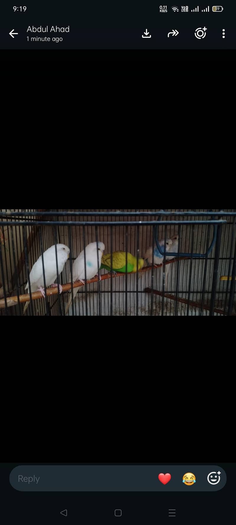 budgies 3