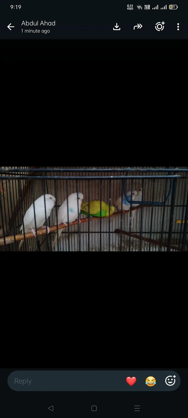 budgies — photo 4