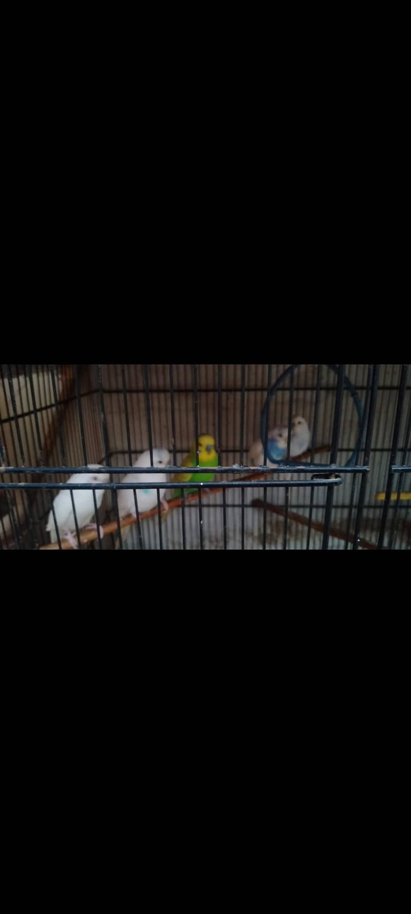 budgies 4
