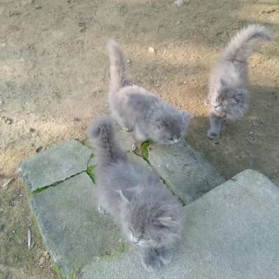 British shorthair kittens