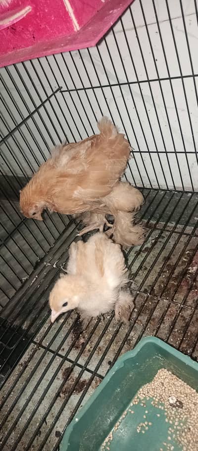 ghar k paly huye farmi Desi or golden buff hen's chicks & roosters