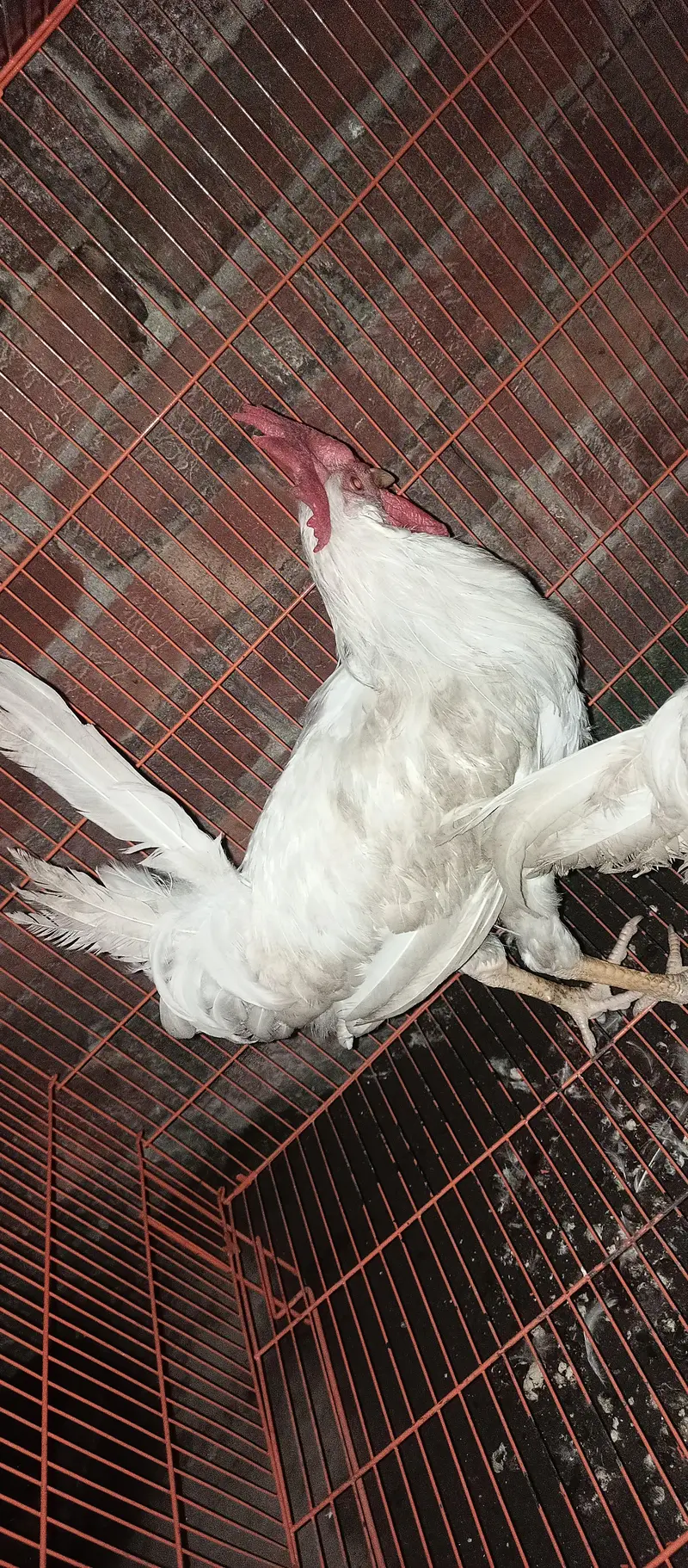 ghar k paly huye farmi Desi or golden buff hen's chicks & roosters — photo 2