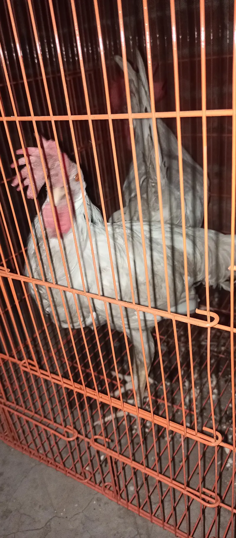 ghar k paly huye farmi Desi or golden buff hen's chicks & roosters — photo 3