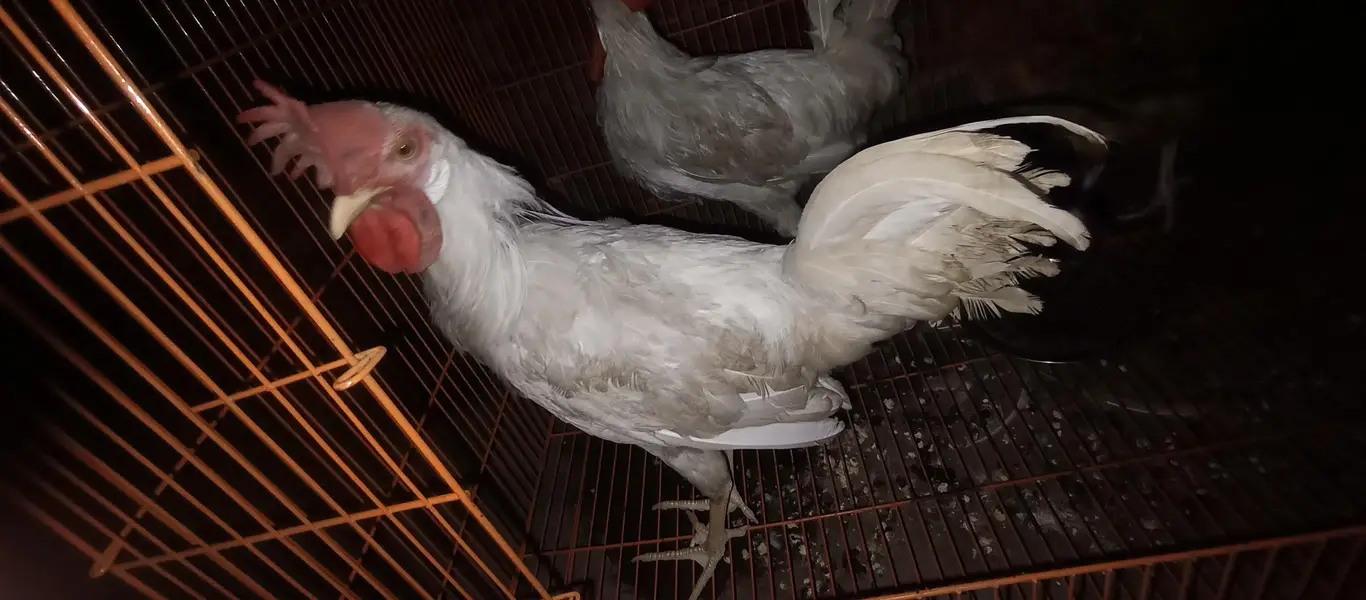 ghar k paly huye farmi Desi or golden buff hen's chicks & roosters — photo 5