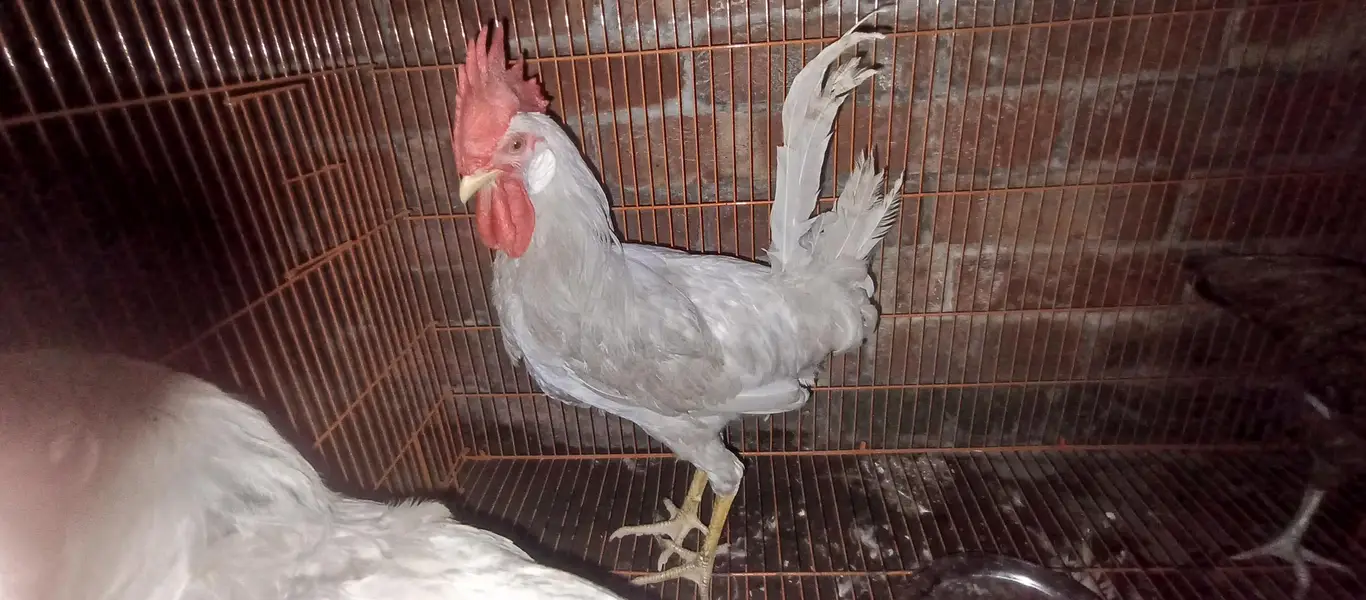 ghar k paly huye farmi Desi or golden buff hen's chicks & roosters — photo 6