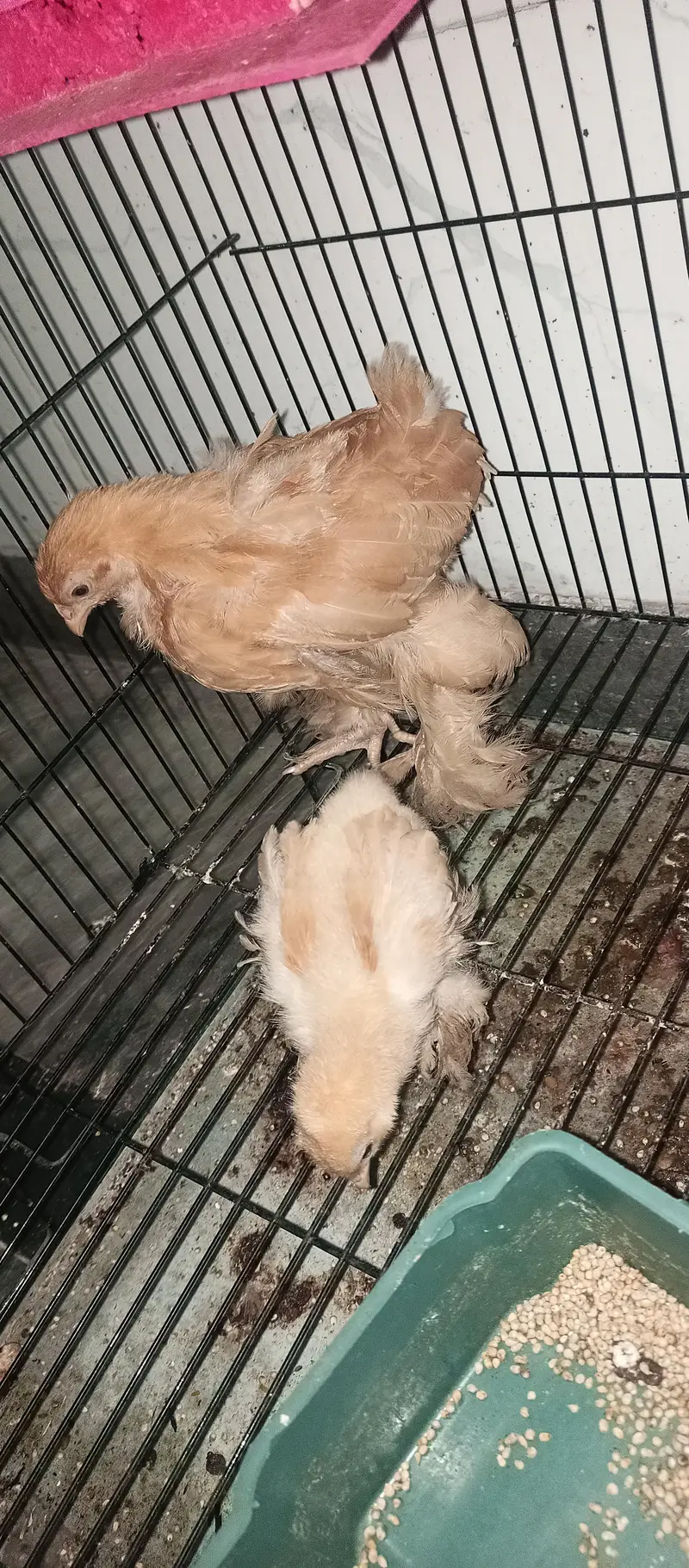 ghar k paly huye farmi Desi or golden buff hen's chicks & roosters — photo 8