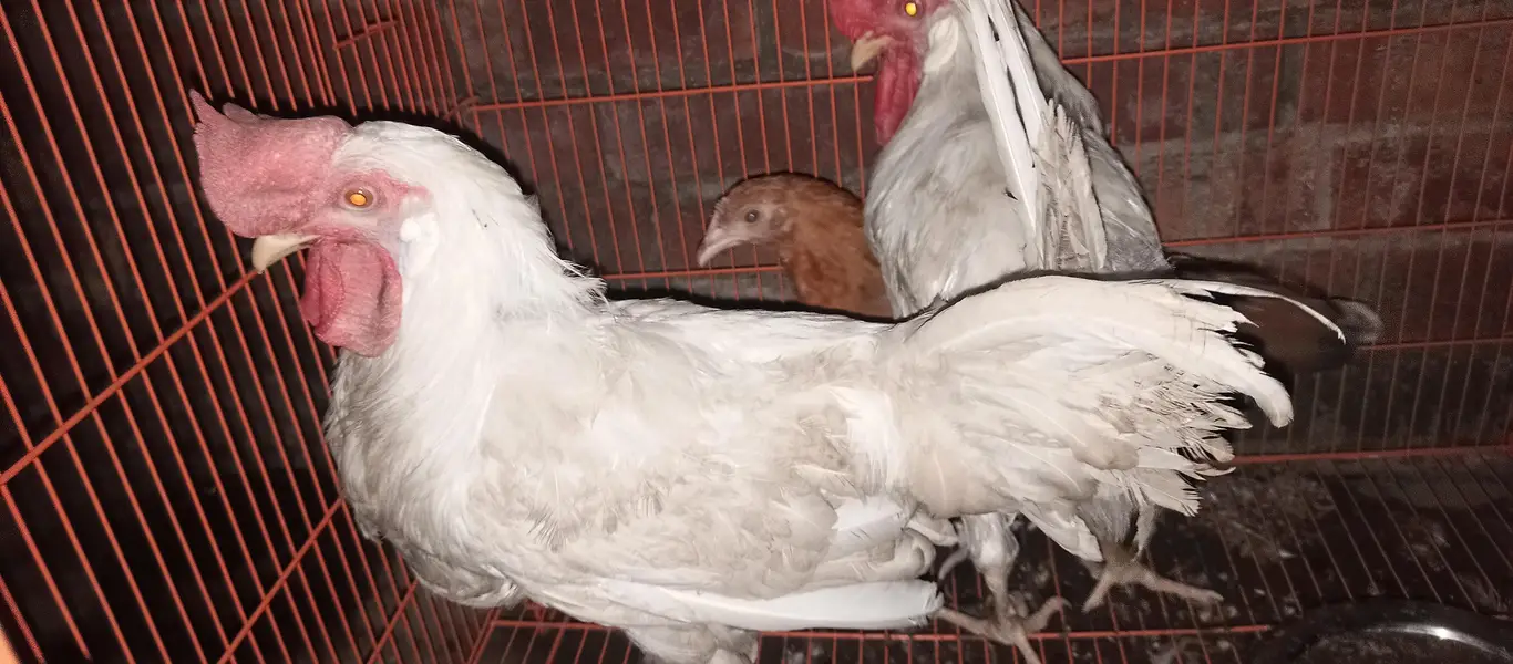ghar k paly huye farmi Desi or golden buff hen's chicks & roosters — photo 9